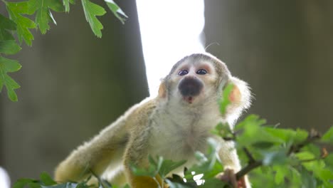 Un-Pequeño-Mono-Ardilla-Caminando-Sobre-Una-Pequeña-Rama-De-árbol,-De-Cerca-Lento,-Apehnheul,-Apeldoorn,-Países-Bajos