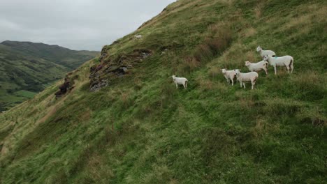 Ovejas-Salvajes-En-Una-Colina-En-Inglaterra-Vista-Aérea-De-Drones-De-Campos-Verdes-Y-Laderas-En-Las-Zonas-Rurales-De-Gales