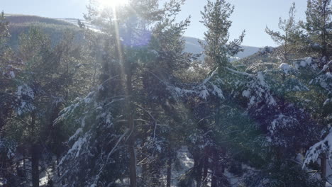 Rising-over-snow-laden-pine-trees-to-see-mountains,-sun-flare-and-blue-sky