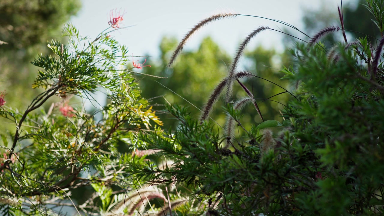Lähikuva Australian alkuperäiskasvillisuudesta, jossa on grevillea-kukkia ja koristekasvien siemenkotia lämpimässä auringonvalossa. Matala syväterävyys korostaa rehevää puutarhakasvillisuutta ja luonnollisia tekstuureja.