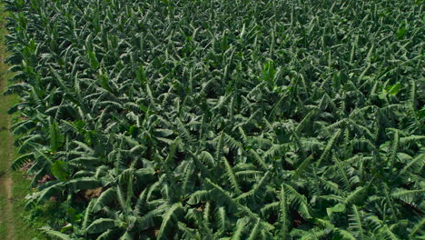 Close-up-top-view-of-banana-farming-in-Nepal