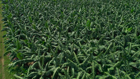 vista de cerca desde arriba del cultivo de plátanos en nepal