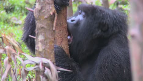 los gorilas de montaña se drogan después de comer la savia de los árboles de eucalipto en ruanda.