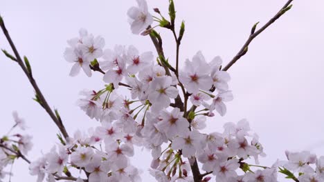 stunning sakura cherry blossoms in full bloom, medium shot against cloudy sky