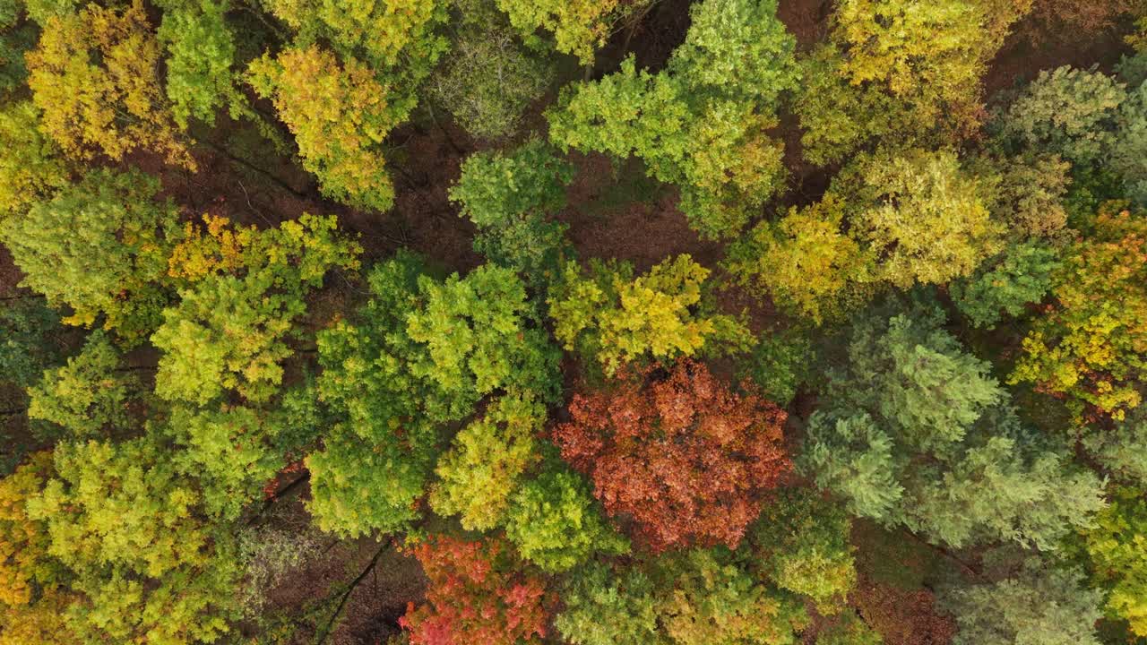 An aerial video of a forest in autumn, displaying a stunning mix of green, yellow, and orange leaves. The colorful canopy highlights the beauty of seasonal change in a peaceful woodland setting