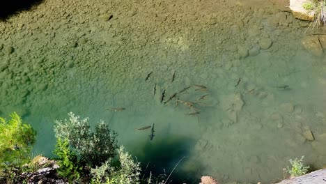 school of large river fish swimming in crystal clear waters of showy emerald colors. shoal of fish. aerial view. cazorla national park. spain