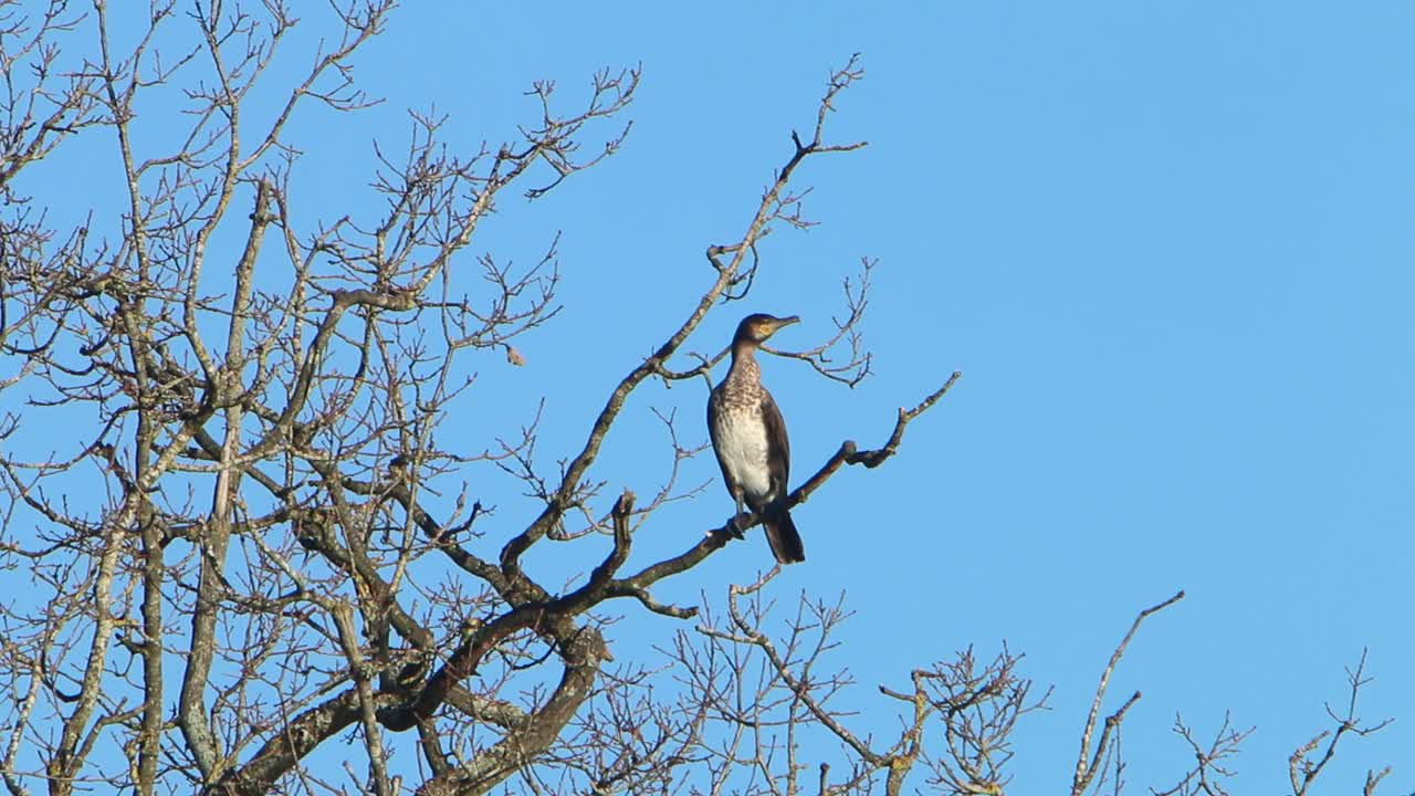 내륙 호수 위의 벌거벗은 나무에 앉아있는 코르모란트팔라크로코라크스 카르보