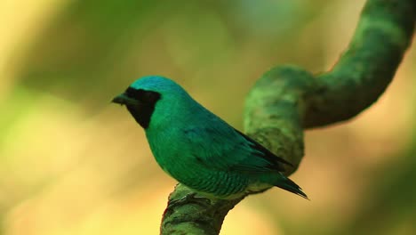 pájaro tanager de golondrina, primer plano, tersina viridis, posado en el árbol, golondrina, tanager, aves neotrópicas, familia thraupidae, cinematográfico, bokeh, toma macro, pájaro, colorido, vívido, telelens