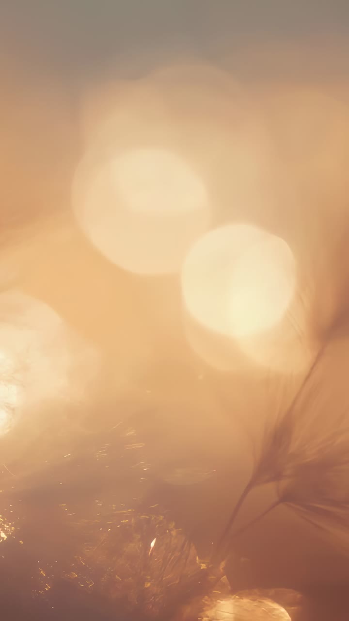 Vertical video: Swaying grass awns shifting into view as breeze moving stems in golden hour bokeh