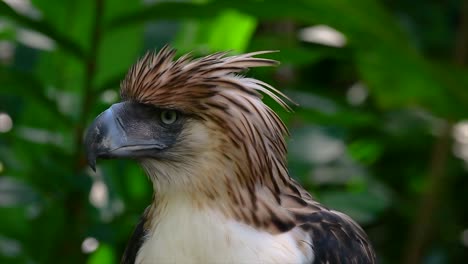 El-águila-Filipina,-También-Conocida-Como-águila-Comedora-De-Monos,-Está-En-Peligro-Crítico-Y-Puede-Vivir-Sesenta-Años-Alimentándose-De-Monos,-Lémures-Voladores-Y-Pequeños-Mamíferos-Como-Ave-De-Rapiña-Oportunista.