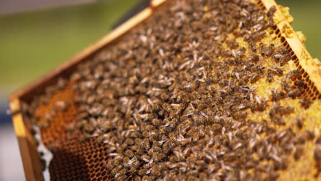 lots of bees covered the surface of the wax frame. beautiful working insects rambling over the honey cells. close up.