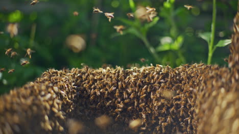 Bienen-Arbeiten-Im-Bienenstock