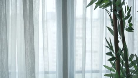 white sheer curtains and plant at a window