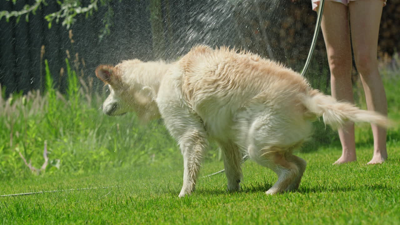 개가 정원에서 물 목욕을 하고 있다