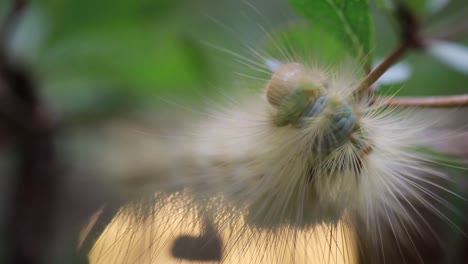 hairy caterpillar eating leaves on stem