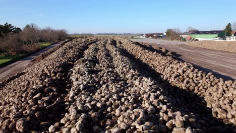 großer haufen geernteter zuckerrübenwurzelpflanzen auf dem feld - drohnen-aufnahme