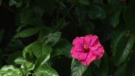 Tiro-Medio-En-Flor-De-Hibisco-Moviéndose-En-El-Viento,-Naha,-Okinawa,-Japón