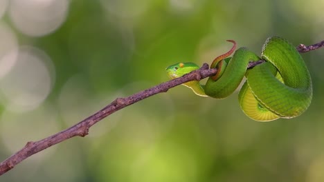 la víbora de labios blancos es una víbora venenosa endémica del sudeste asiático y a menudo se encuentra durante la noche esperando en una rama o rama de un árbol cerca de un cuerpo de agua con muchos alimentos