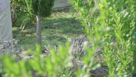 Una-Anciana-Pone-Lavanda-Cortada-En-Una-Cesta