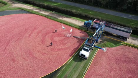 From-the-cranberry-bog,-cranberries-are-pumped-up-into-a-separator