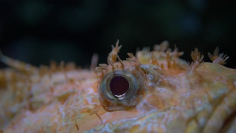 Close-up-of-a-Dragonfish