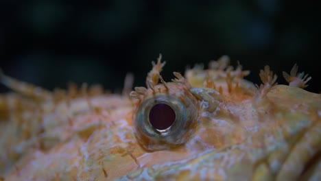 close-up of a dragonfish