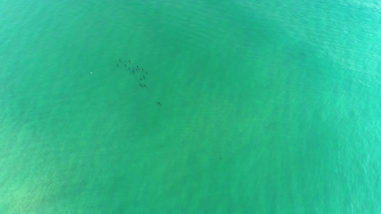 Aerial view of dolphins in beautiful clear, shallow water off the coast of Northern New South Wales, Australia.