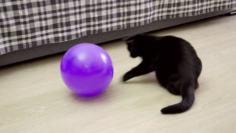 pet. one black cat playing with a violet balloon on the floor of living room. 4k