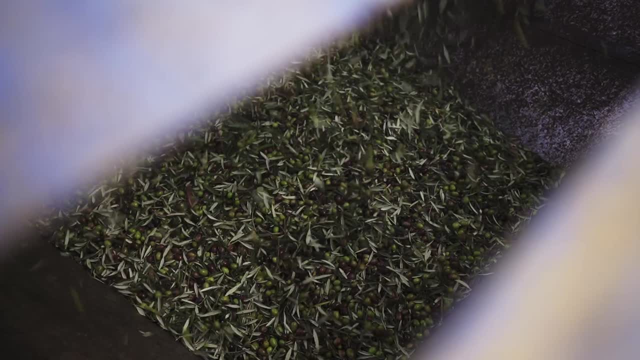 Olive leaves sliding on conveyor belt during oil production