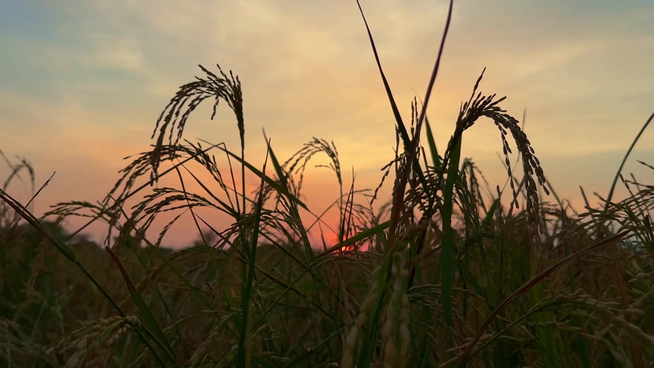 Primo piano di risaia prima del raccolto con sfondo all'alba
