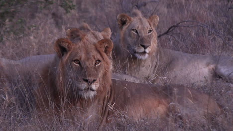 Beautiful-male-lions-watching-something-just-off-camera