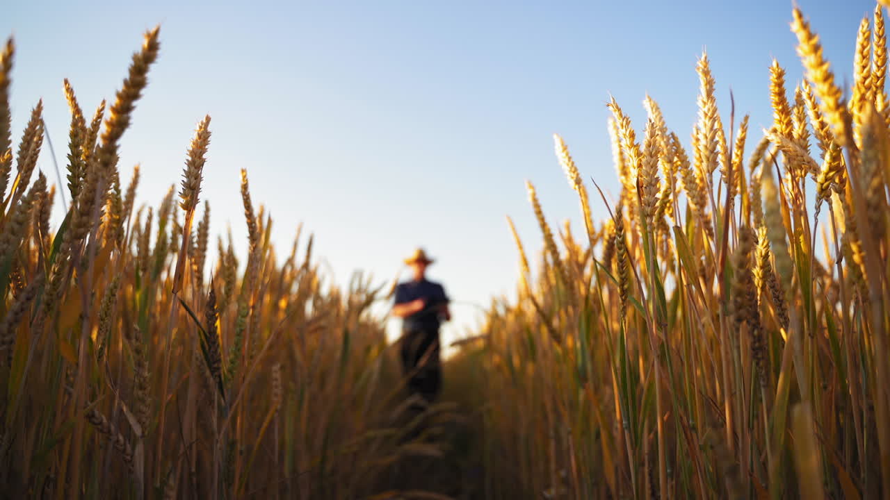 Agricultural business. Yellow wheat under the clear sky. Ripe field with spikelets on the blur background of a farmer walking and inspecting wheat.
