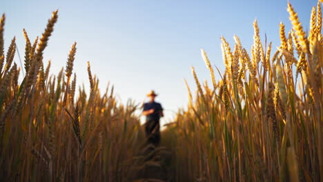 agricultural business. yellow wheat under the clear sky. ripe field with spikelets on the blur background of a farmer walking and inspecting wheat.
