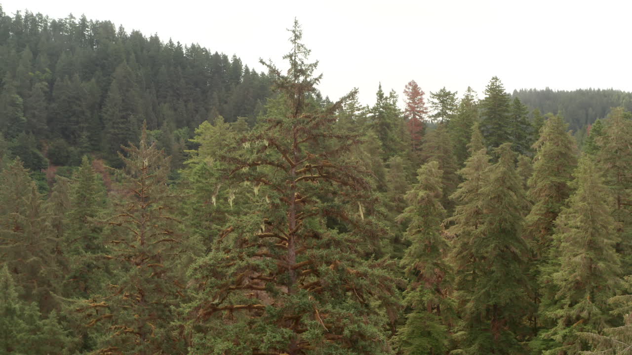 low circling aerial shot of douglas fir tree