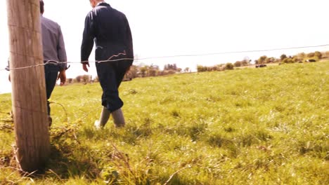 cattle farmer walking with a man in the field