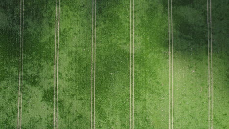 Aerial-top-down-wide-shot-of-the-young-cornfield-in-the-central-European-countryside,-cinematic-flyover