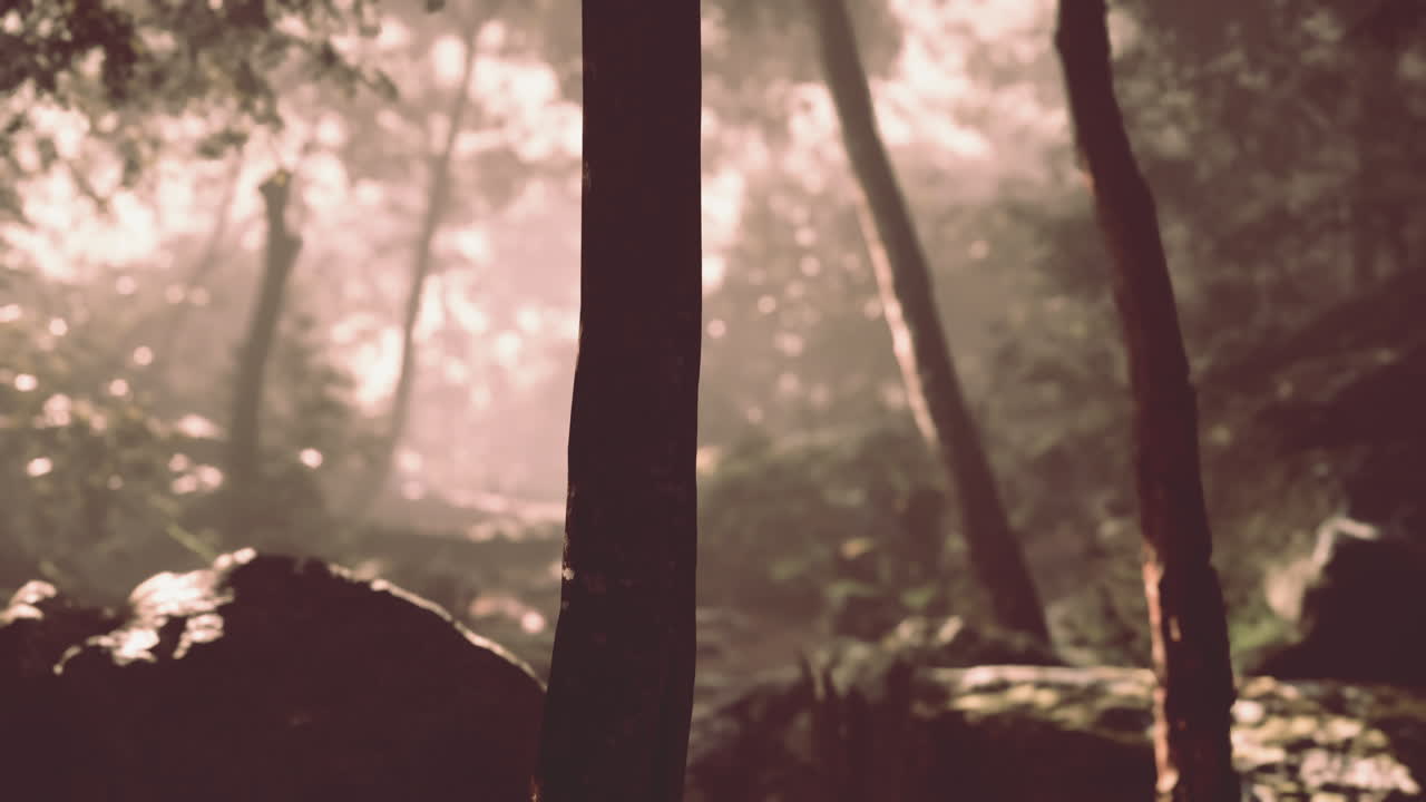 bosque soleado temprano en la mañana