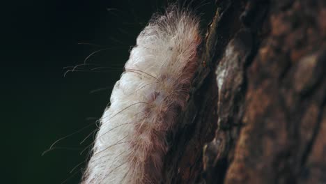 extreme closeup of a fuzzy white caterpillar on bark in peru’s lush amazon rainforest.
