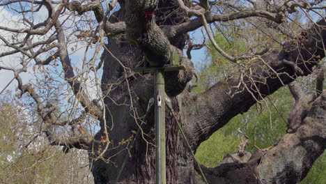 mid shot showing the tree limb metal supports on the ancient oak tree known as the major oak