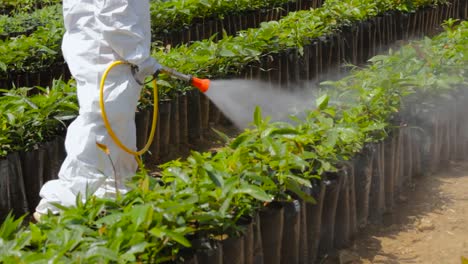 Aufnahmen-Des-Prozesses-Der-Anwendung-Von-Agrochemikalien