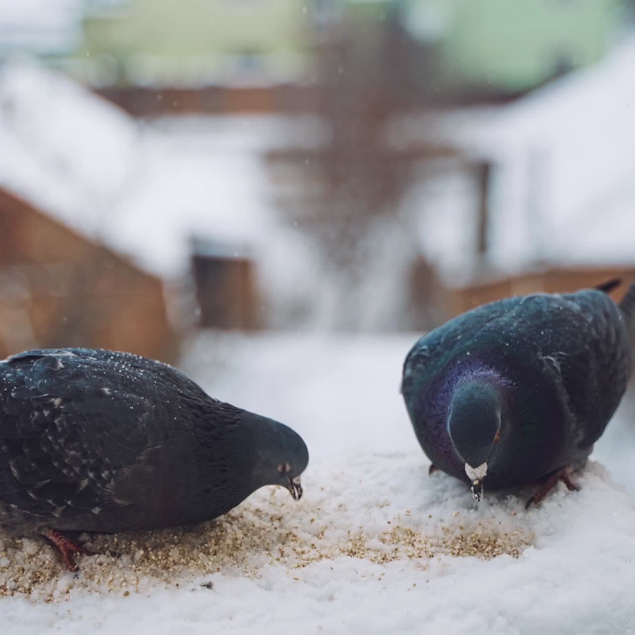 Pigeons feeding on seeds in winter. Birds on the streets of the city.