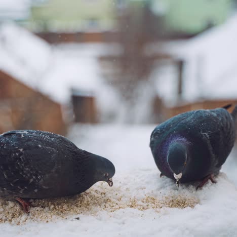 pigeons feeding on seeds in winter. birds on the streets of the city.