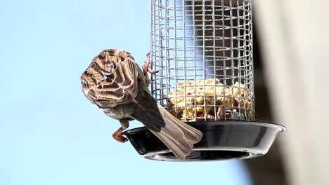 House-sparrow-in-home-garden-eating-food-from-feeding-cage