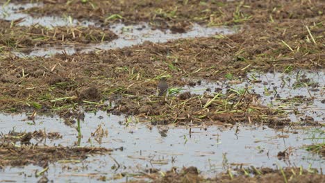 Little-Eastern-yellow-wagtail