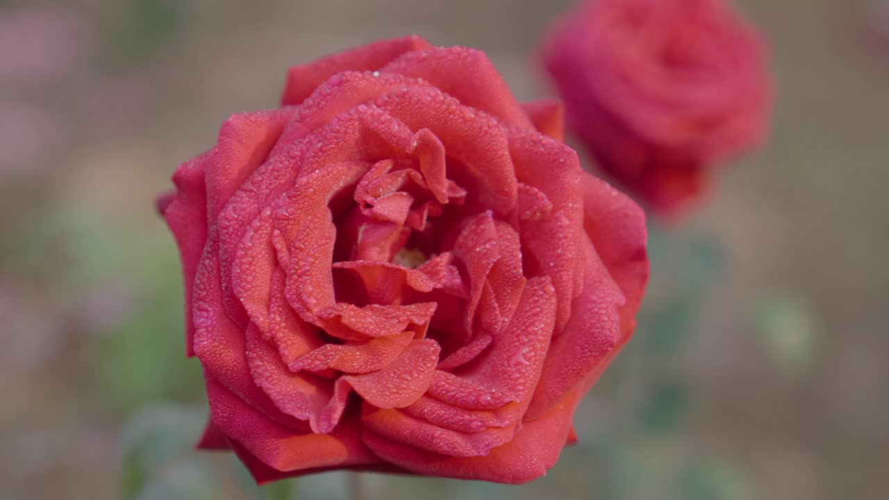 Olika typer av rosor har blommat i trädgården