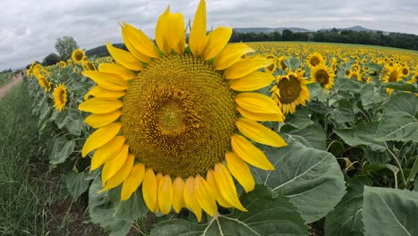 Sunflower-is-a genus comprising-about-70 species of-annual-and-perennial flowering