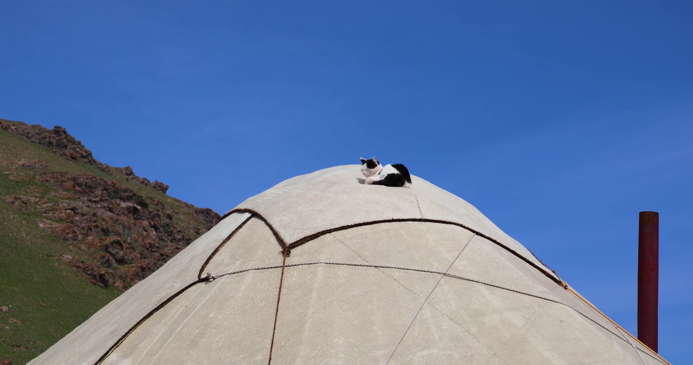 Zwart-witte kat slaapt vredig bovenop een traditionele yurt in Kirgizië, wat een rustig moment van het nomadische plattelandsleven toont