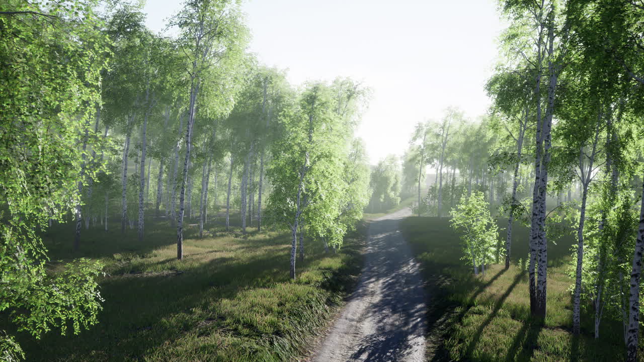 여름 숲을 가로질러  ⁇ 은 길