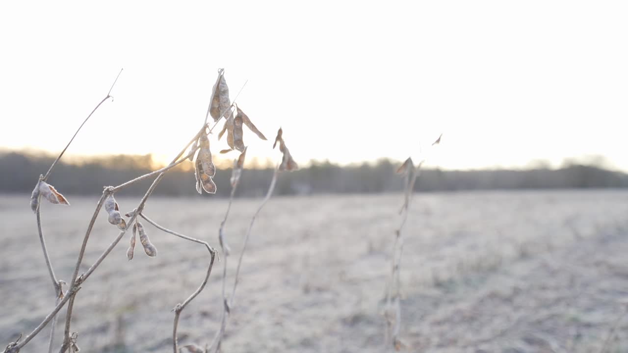 Soybeans that were missed in the harvest standing in a field and frozen in the morning light