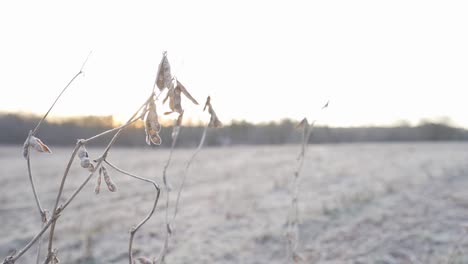 soybeans that were missed in the harvest standing in a field and frozen in the morning light